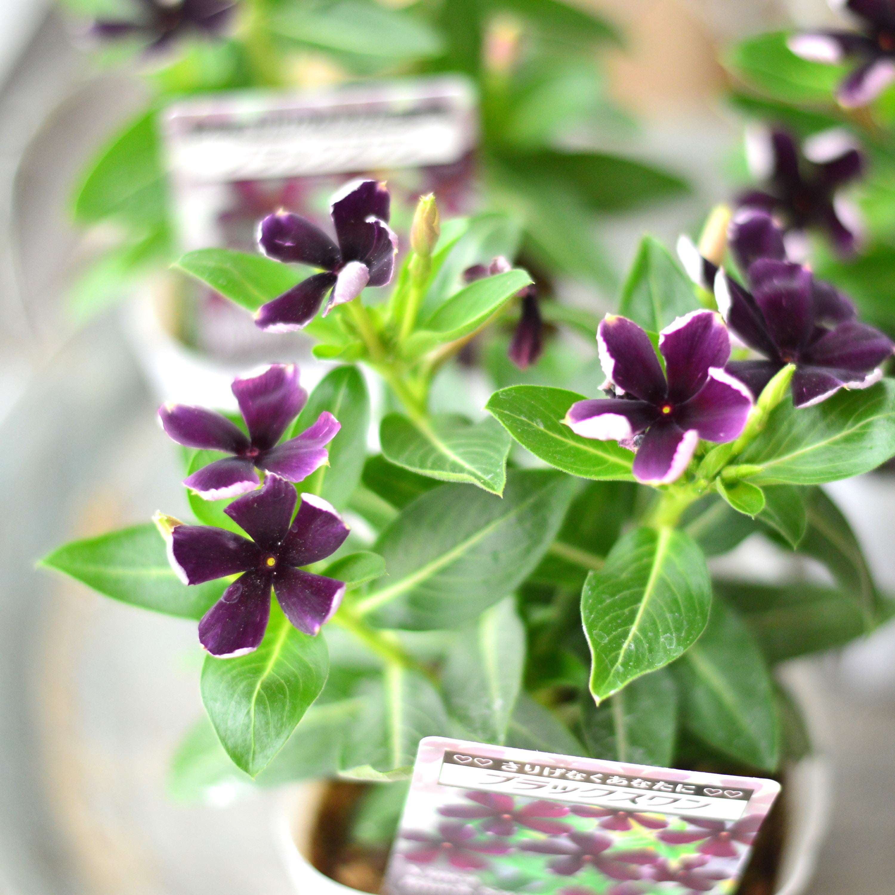 北島園芸さん】 ニチニチソウ 『ブラックスワン』 3.5寸POT